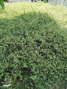 Cà gai leo thanh lọc cơ thể không lo nóng trong người