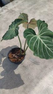 ฟิโลเดรนดรอน กลอริโอซัม ก้านกลม( Philodendron gloriosum)
