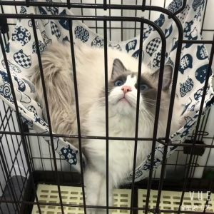 เปลแมว เปลญวนแมว เปลแมวแขวนกรง ขนาด 60×50 cm.แขวนกรงแมวเปลญวนอุ ปกรณ์สัตว์เลี้ยง Cat hammock