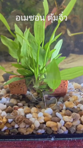 อเมซอนตุ้มจิ๋ว หรือ อเมซอนเซรามิคริง (ใส่โหลปลากัดได้) ไม้น้ำ แต่งตู้ปลา หรือ อ่างบัว ปลูกง่าย เขียวสด โตเร็ว พร้อมปลูก
