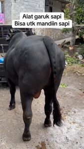 Pembersih bulu kuda sapi domba kambing etawa horse hair