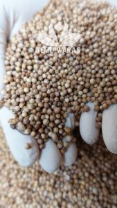 Biji ketumbar Utuh 500gr - Grade A