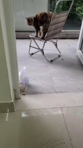 Viên nhai ăn vặt Beta Amin Ecopets - Tăng Cường Đề Kháng & Hỗ Trợ Miễn Dịch Cho Chó Mèo