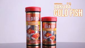 SAKURA GOLD FISH GROWTH&JELLY ENHANCE 100 g (อาหารปลาทองสูตร เร่งโต เร่งวุ้น )