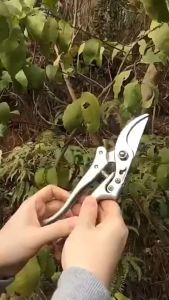 Made in Japan จัดส่งในวันเดียวกัน ราคา115บาท ️กรรไกรตัดกิ่งไม้ กรรไกรตัดหญ้า แต่งสวน กรรไกรตัดกิ่ง sk5️กรรไกรตัดกิ่งไม้ กรรไกรตัดกิ่ง 3 สเต๊ป ตัดกิ่งขนาด 20 mm ได้สบายๆ ผลิตจากเหล็ก SK5 อย่างดี กันไกรตัดกิ่งไม้ กันไกรตัดกิ่