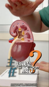 【READY STOCK】Kidney Model/Human Anatomy Adrenal/Adrenal Glands Magnification/Removable 2 Parts Kidney With Adrenal Gland