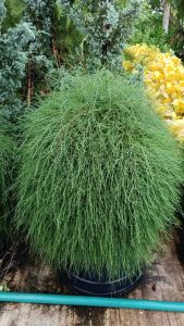 สนออสเตรเลีย ต้นใหญ่ กระถาง 15 นิ้ว ต้นสวย (กทม)