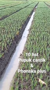 Pupuk CANTIK 1 Kg Kemasan Pabrik CALCIUM AMMONIUM NITRAT Pupuk Calcium