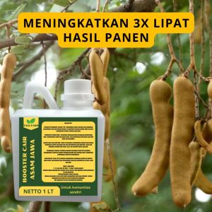 Pupuk Booster Asam Jawa Pelebat Organik Cepat Berbuah Lebat Besar Anti Rontok Pembesar Asam Jawa