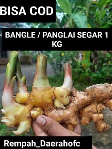bangle / panglai segar 1 kg