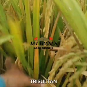 BENIH PADI TRI SULTAN TERBARU TRISULTAN 05 PERSILANGAN SERTANI 13 DAN INPARI 32