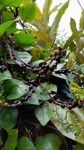 Buah Angkung Merah: Obat Stroke Alami 200 Biji