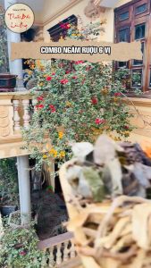 Thang ngâm bổ thận tráng dương ba kích sâm cau nhục thung dung kỳ tử dâm dương hoắc ngọc cẩu - Lãn Ông