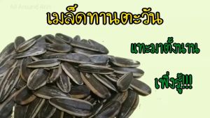 Zann Snack Sunflower Seeds เม็ดทานตะวัน เม็ดทานตะวันสมุนไพรพร้อมทาน แพ็ค10ซอง