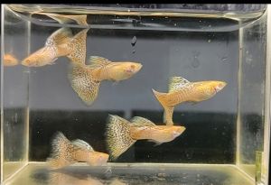 GUPPY ALBINO YELLOW COBRA PAIR (GRADE)