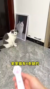 Cat Teaser Stick Interactive Toy With Feather Bell Suction Cup Durable Entertaining Exercise Tool Mainan Kucing