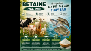 Betaine HCl 98% - Kích ăn mạnh cải thiện khả năng hấp thụ dinh dưỡng Tăng sức đề kháng trong chăn nuôi thủy sản