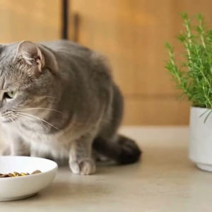 Wan More 90°C Slow Baked Grain Free Cat Kibbles • Real Food Visible Ingredients 1.5KG