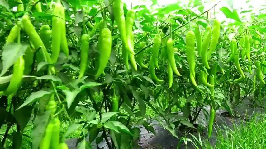 VALUE PACK (15 SEEDS) - F1 PANIGANG BEST/HYBRID/MARAMI ANG BUNGA/EAST TO GROW/MORE HARVEST/MORE PROFIT