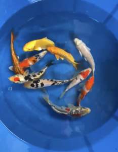 JAPAN KOI LOCAL PREMIUM GRADE 10pcs COMBO at 788 + shipping 50