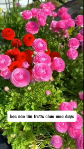 Bộ 10 Củ giống hoa mao lương ( hoa hồng ri ba tư ) mix màu - FlowerSeeds