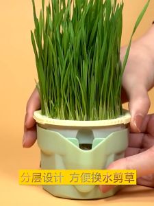 Cat Grass Seed Cat Grass Set Biji Benih Rumput Kucing Cat Snacks Hairball Solution Hairball Remove 猫草 化毛草