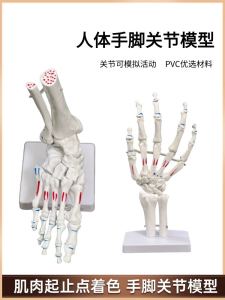 Anatomical Foot Bone Model Arch Structure Foot Ankle Joint Skeleton Construction Large Size Recovery Teaching Aids Toy