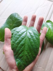 10 lembar daun singa Depa segar herbal alami beli 10 gratis 3 lembar