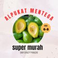 Buah Alpukat - Alpukat mentega - Alpukat Mentega Super Murah. 