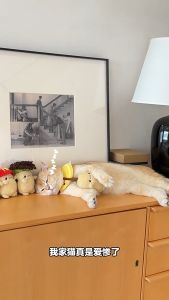 TOOCAT Mainan Kucing lollipop Plush Silvervine Cat Toy 啃咬木天蓼磨牙玩具猫薄荷