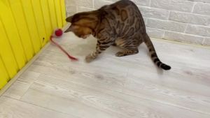 Interactive Cat Toy Ball with Bird Chirping Super Drive Cat Rolling Balls Motion Activated Sensor Pet Kittens Teaser Game Toys