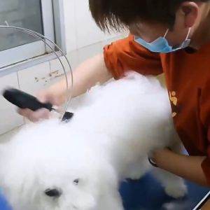 Electric Pet Hair Trimmer & Professional Grooming Kit