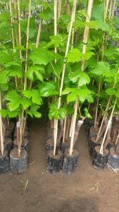 Bibit Anggur import tinggi 70cm Up hasil Grafting banyak Varian jenis