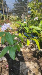 พุดชมพู แข็งแรงและรากเต็มกระถางขนาด กระถาง 11 นิ้ว (กทม)