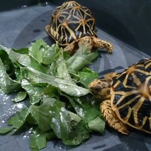 Kama Premium Tortoise Food Pellet Porpoise Calcium Powder and Multi Vitamin Mazuri