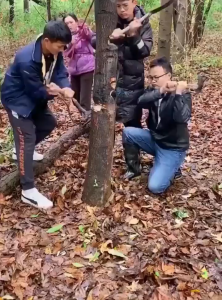 Cưa Cầm Tay Gập Gọn 350mm Cưa Cây Gỗ Nhựa Ống Lưỡi Thép Hợp Kim Cứng Sắc Chống Gỉ Cao Cấp Có Lưỡi Cưa Kèm