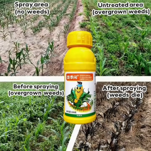 Specialized weeding for corn fields 100ml weed and grass killer Absolutely no harm to the seedlings The effect lasts for three months herbicide for grass and weeds grass killer spray grass killer chemical grass killer glyphosate herbicide