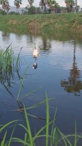 0cm เบ็ด #1 กบยางหนังกลับ รุ่นมินิ รูปแบบ 2 บ่อย