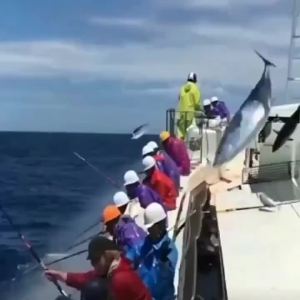 X Fish Lure Sea Fishing - Medicine Black Sea Bream Blood Hormone Bait Sea Perch Aconite Mullet Barracuda Bait Food Can Quickly
