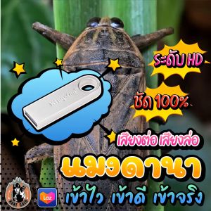 ((( ใ ห ม่ ))) เสียงต่อ เสียงล่อแมงดานา ((( ยาวสะใจ 10 ชั่วโมง ))) ใส่แฟลชไดร์ฟ เสียงชัดHD/ดัง/ใส ไม่มีโฆษณาแทรก พร้อมส่ง! มีเก็บเงินปลายทาง!!!