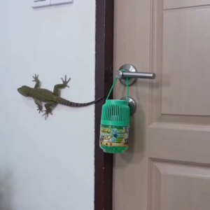 Lizard Guard Indoor Outdoor HD Lizard repellent for home Gecko repellent for home Gecko repellantNatural plant formula non-toxic safe for family pets long lasting home protection