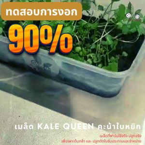 เมล็ดพันธุ์ 100 เมล็ด นำเข้า Kale QuEEN คะน้าใบหยิก F-1 HYBRID พันธุคู่ใบหยิก จากประเทศอิตาลี