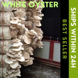 JAR Mushroom PPBag 6x12 .003 Thickness 1k pcs Polypropylene Plastic Bag Fruiting bag plastic.