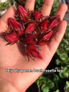 Bibit Tanaman Rosella Rosel Kondisi Berbuah Termurah