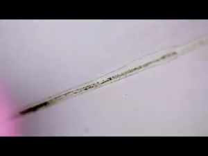 Gel Tẩy Nấm Mốc Ron Cửa Tủ Lạnh Ron Nhà Tắm Bồn Rửa Chén