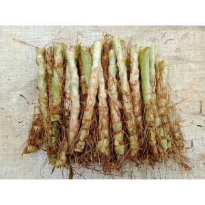 Bibit rumput odot super jumbo siap tanam isi 50 batang bonus 5 batang pakansapidombakudakelinci