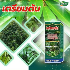 เตรียมต้น เร่งใบเพสลาด สะสมอาหาร ใบหนา ช่วยสังเคราะห์แสง ใบเขียวเข้ม ต้นพร้อมออกดอก ปุ๋ยยา 500 ซีซี