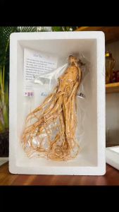 1 Củ Nhân Sâm Tươi Hàn Quốc Size 8 Củ/Kg - Sâm Tươi Hàn Quốc 6 Năm Tuổi