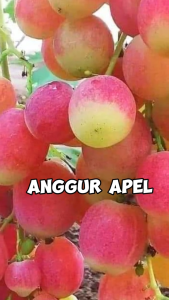 Bibit Anggur Import Basanti - Anggur Cantik Rasa Apel