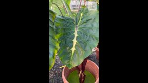 โคโลคาเซีย ไวท์ลาวา ปลูกชำแล้วรากเยอะ Colocasia White Lava